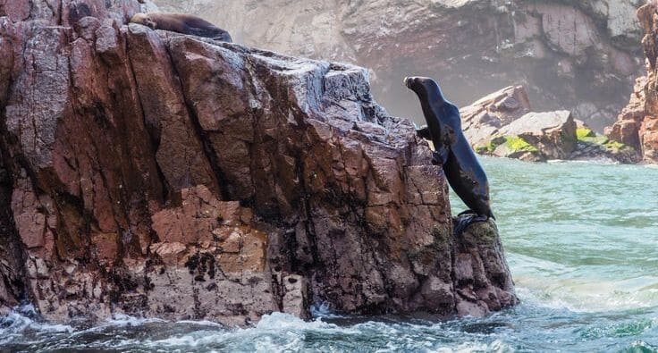 o que fazer no peru - ilha ballestas